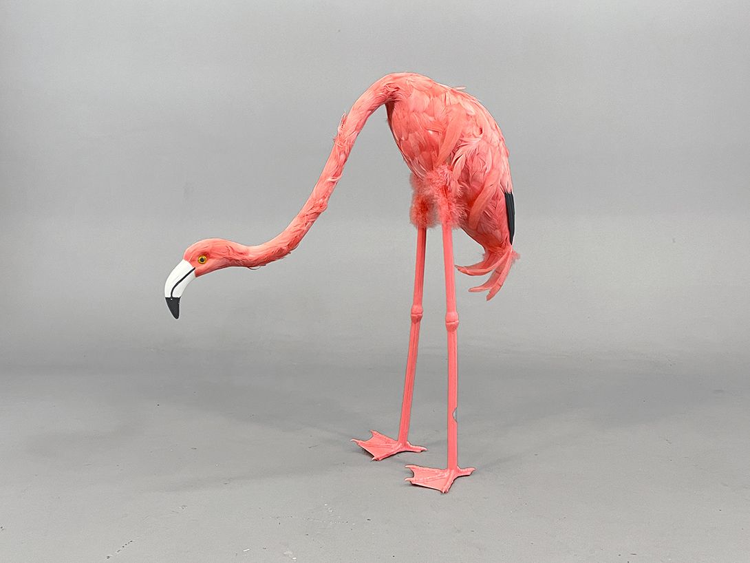 Foto Pink Flamingo with Tilted Head
