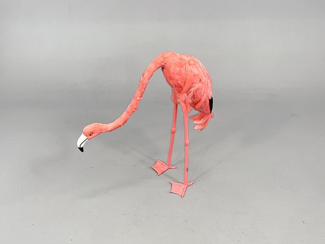 Foto Pink Flamingo with Tilted Head