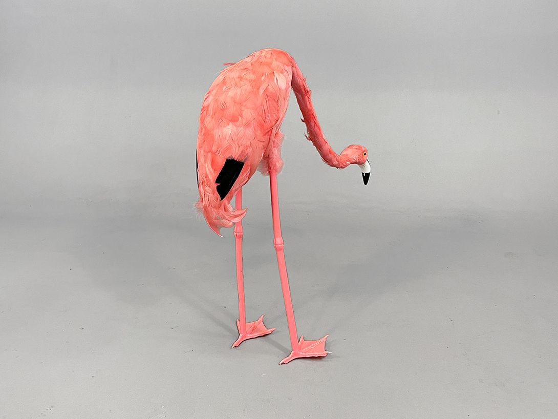 Foto Pink Flamingo with Tilted Head