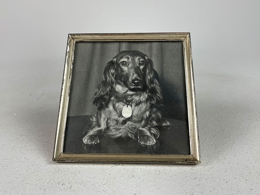 Foto Small Framed Photograph of a Dachshund