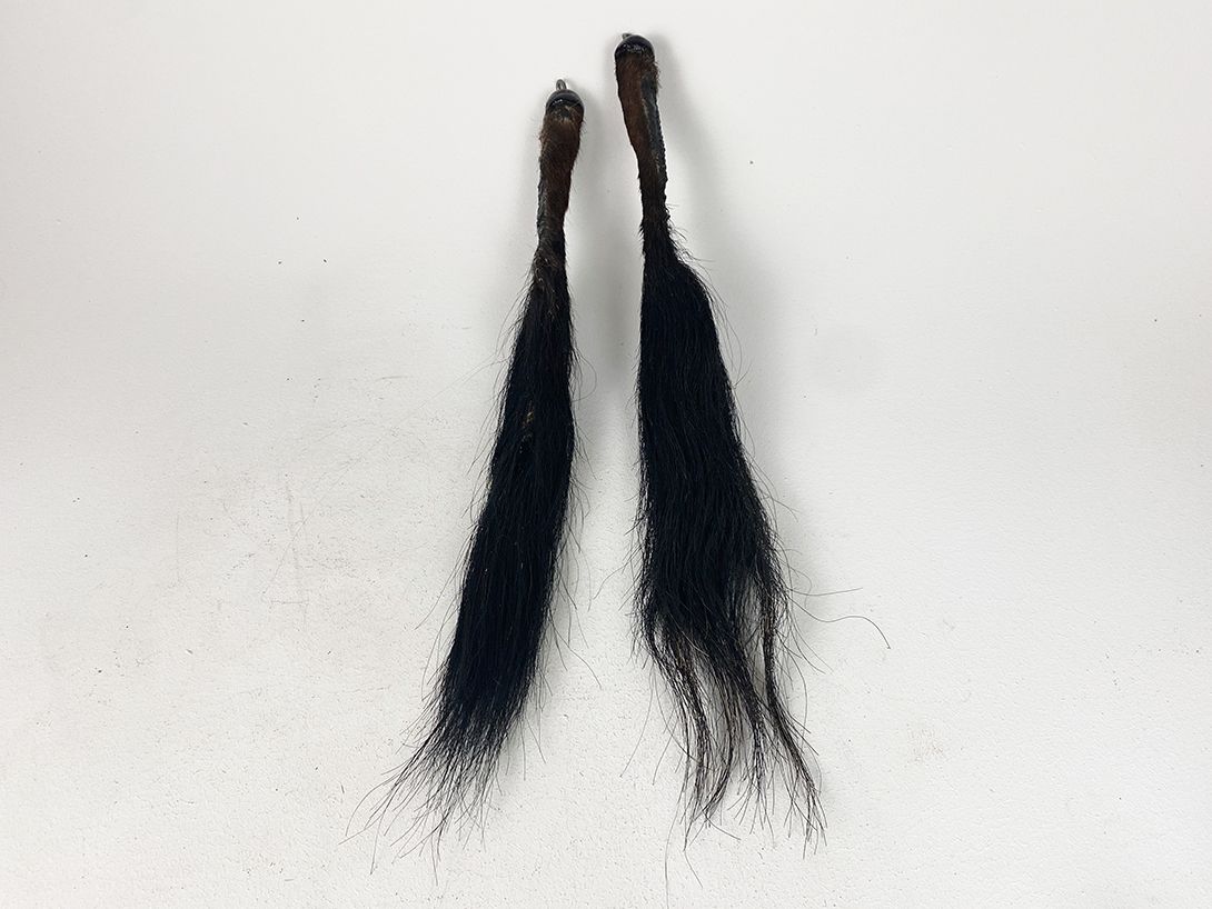 Foto Bulls tail as fly swatter Ivory Coast 1960