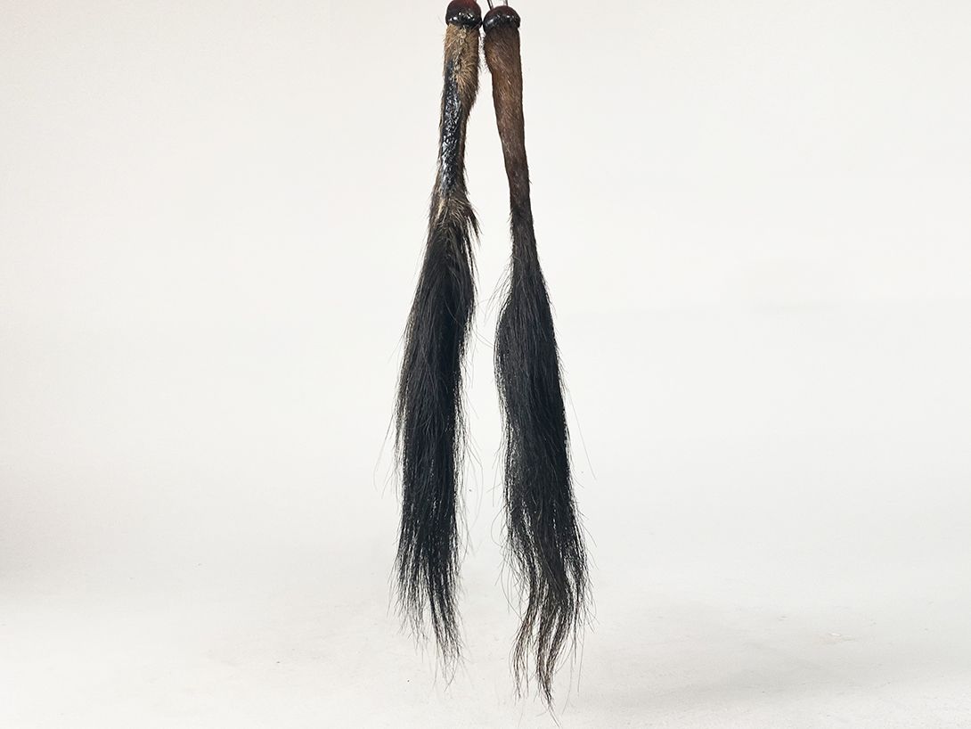 Foto Bulls tail as fly swatter Ivory Coast 1960