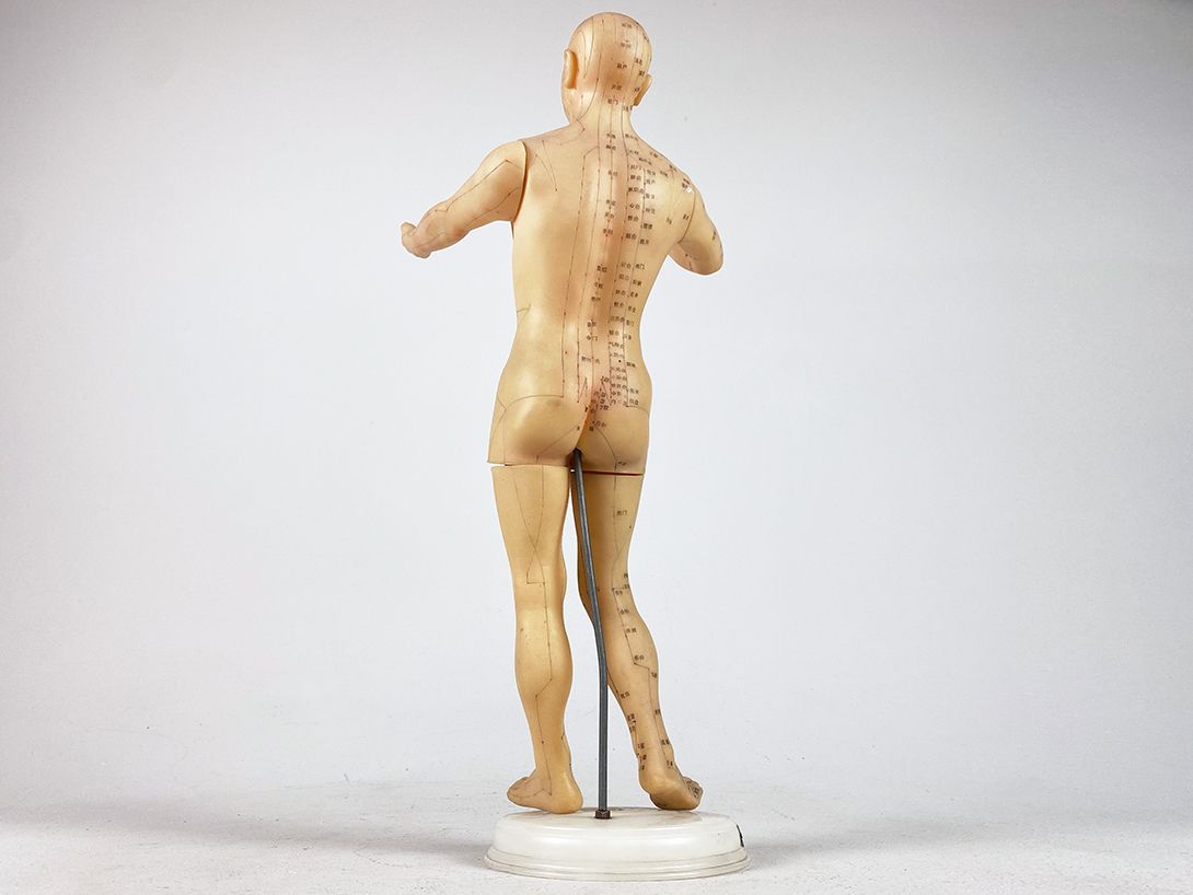 Foto Chinese Human Anatomy Model h42