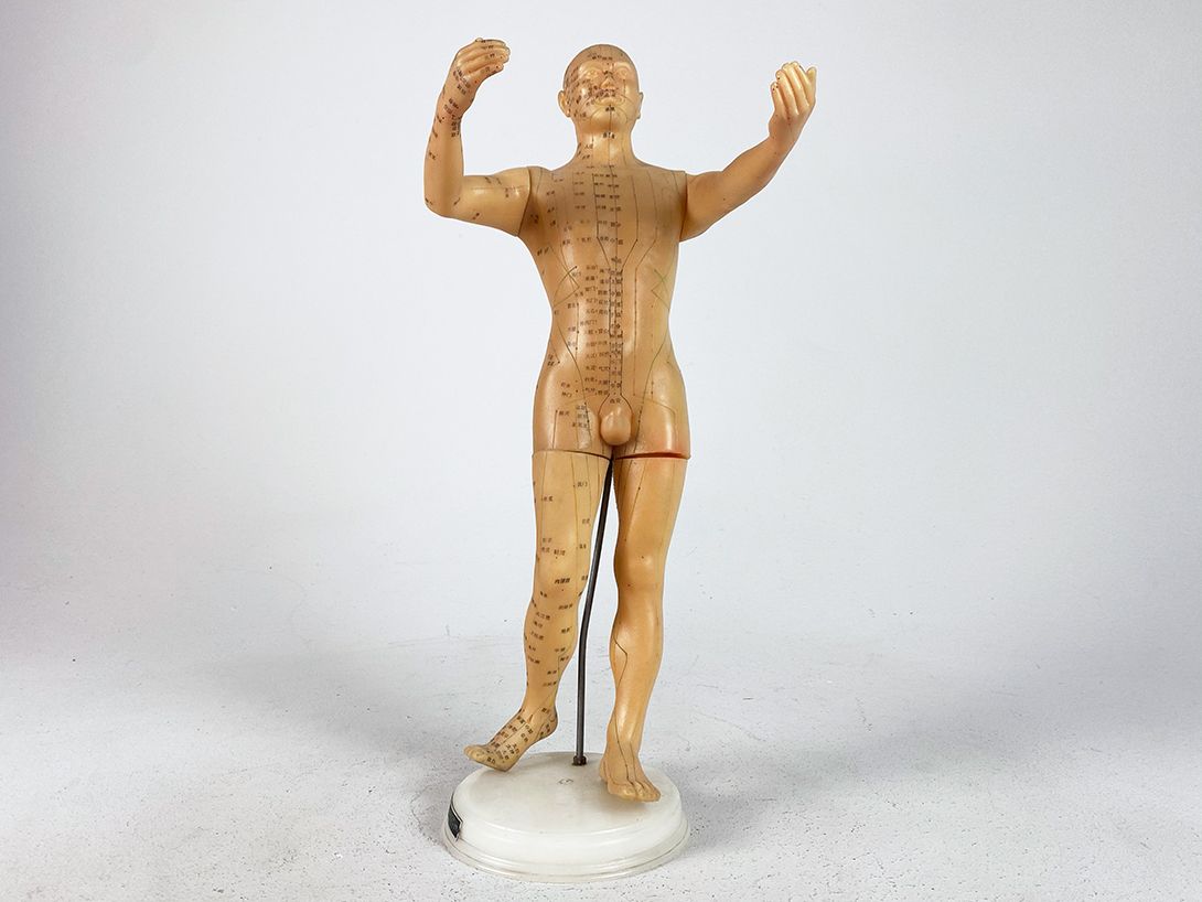 Foto Chinese Human Anatomy Model h42
