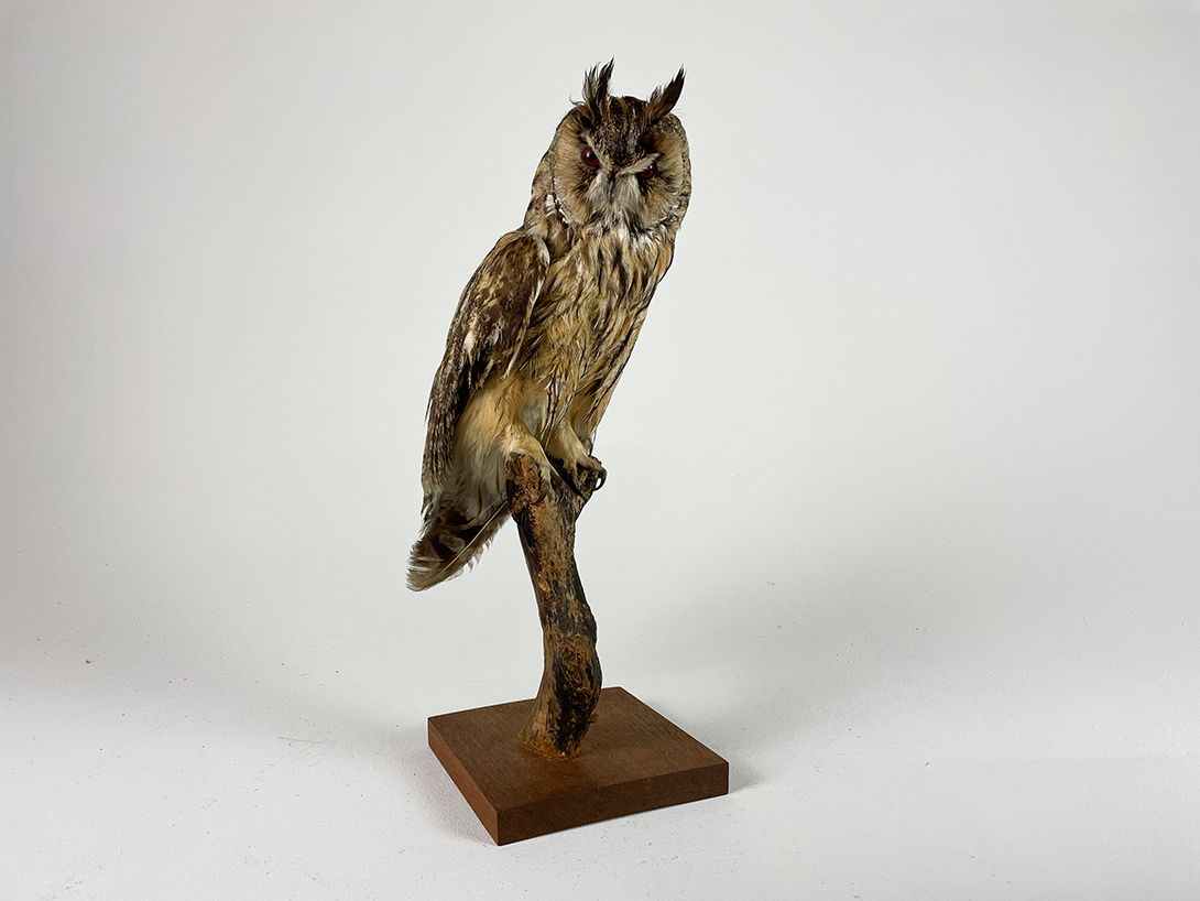 Foto Red Eyed Owl h42x15