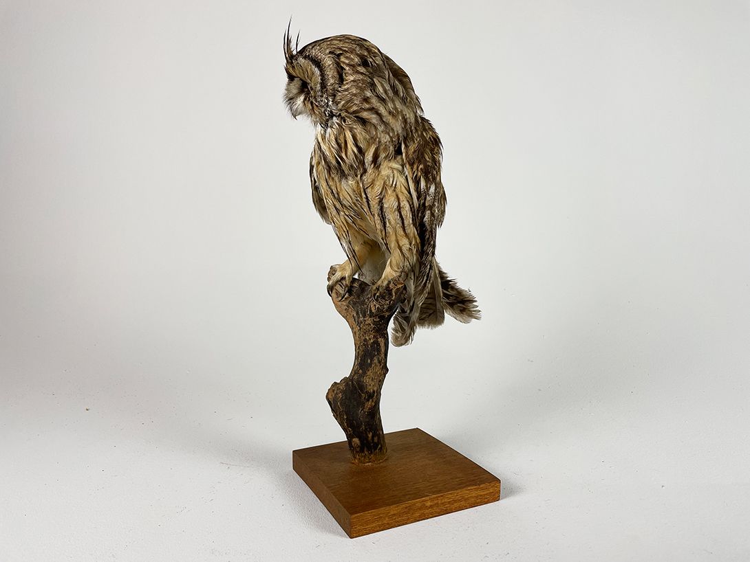 Foto Red Eyed Owl h42x15