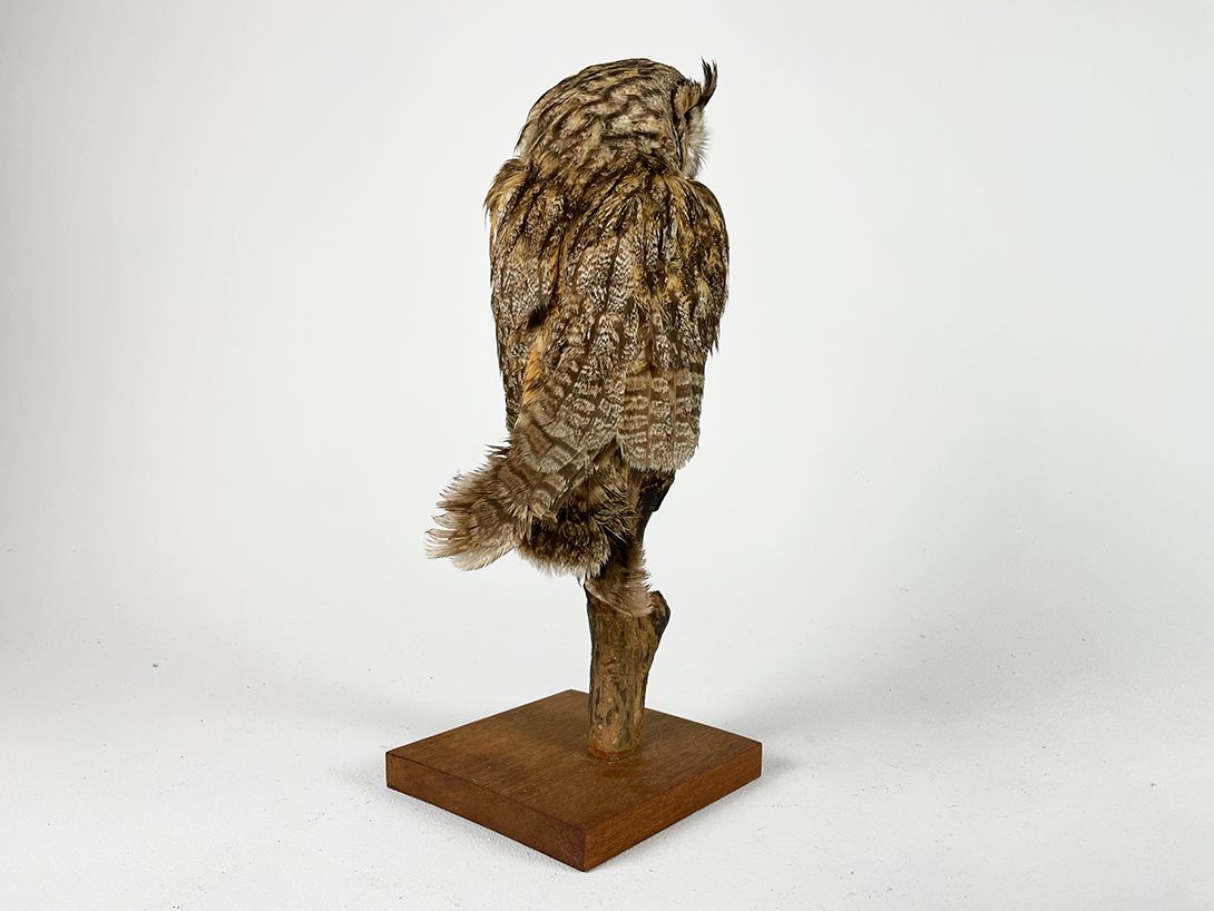 Foto Red Eyed Owl h42x15