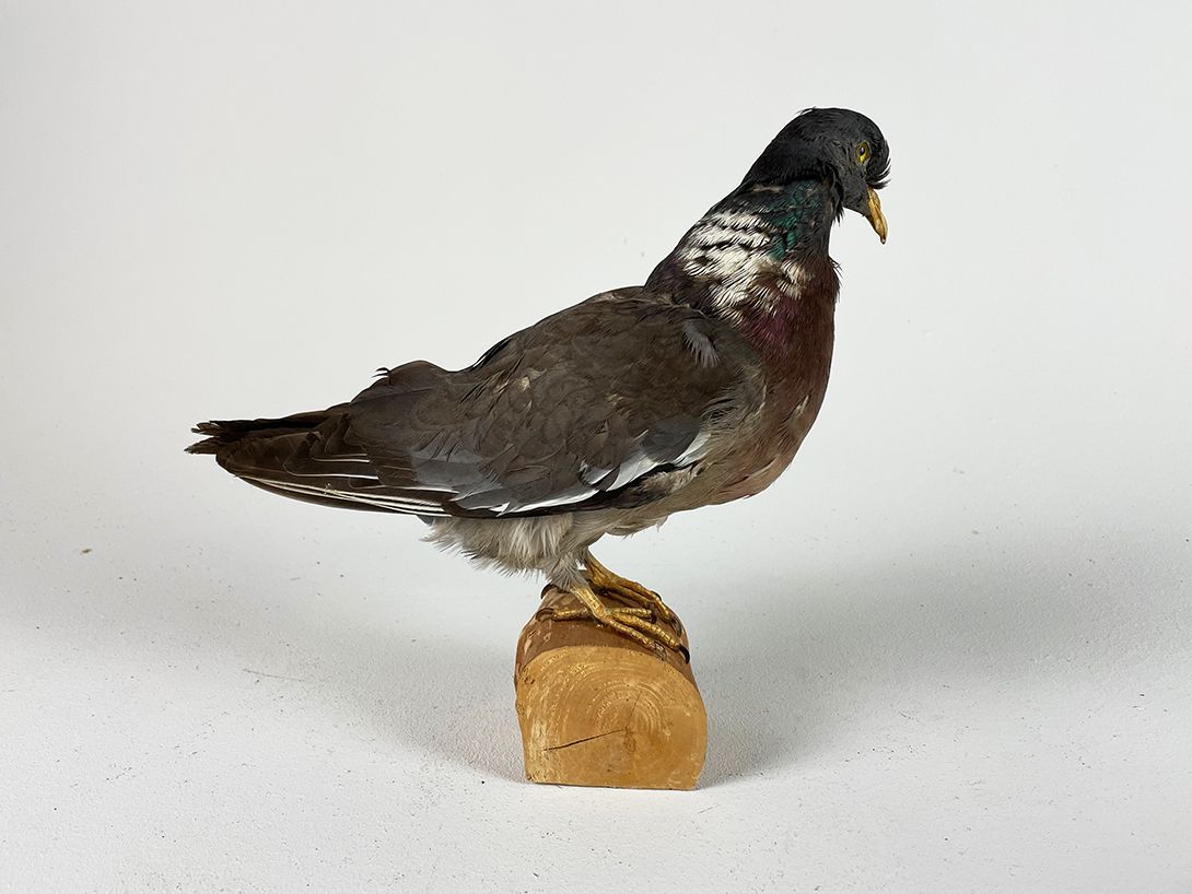 Foto Male Pigeon Colorful h26