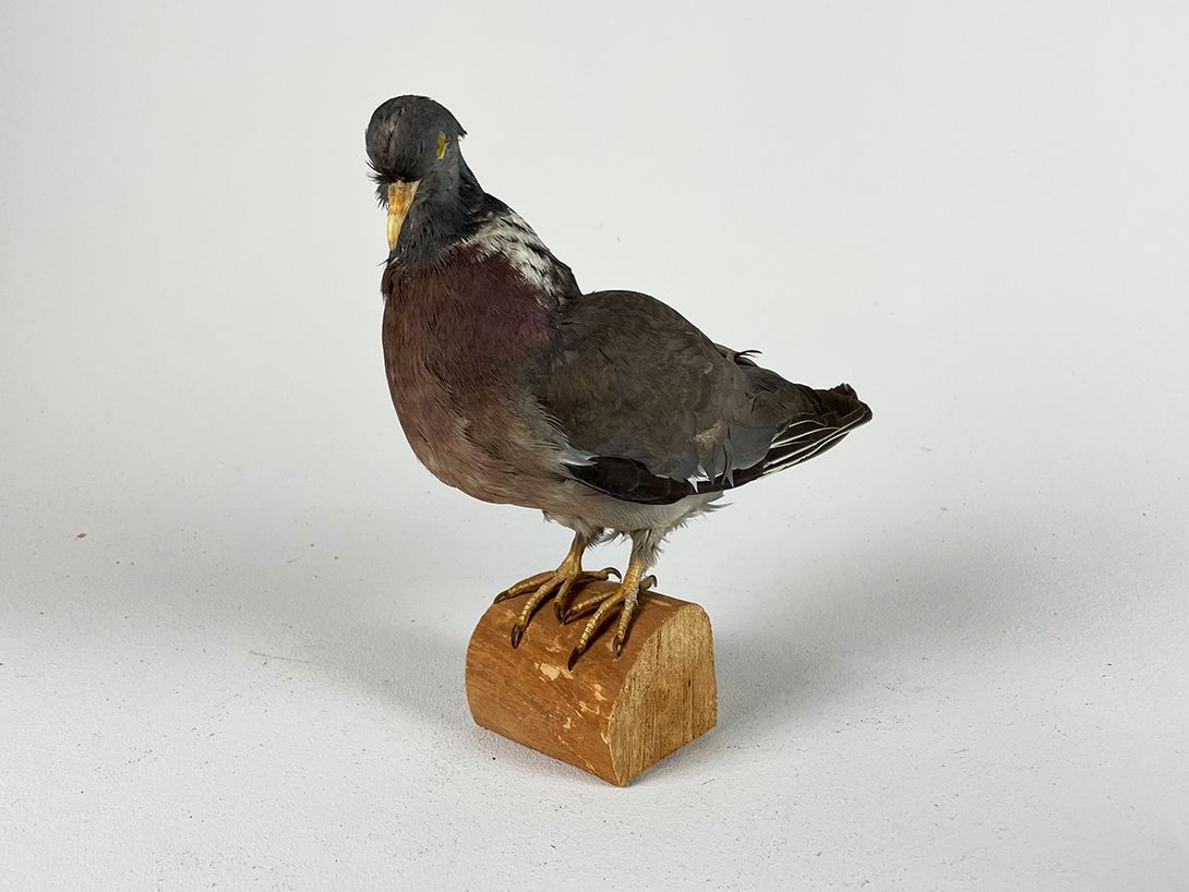 Foto Male Pigeon Colorful h26