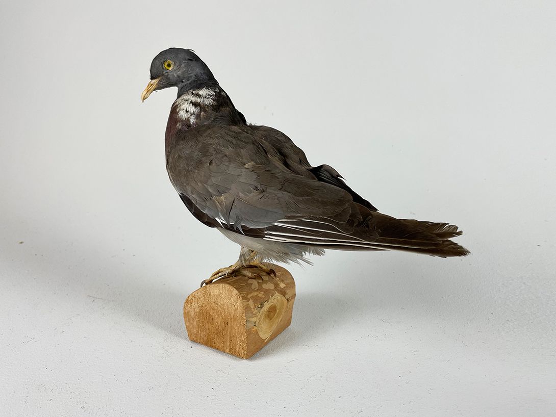 Foto Male Pigeon Colorful h26