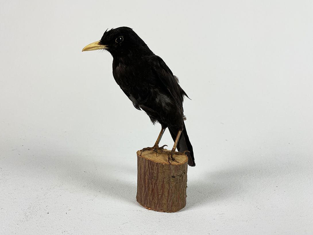 Foto Little Blackbird h20