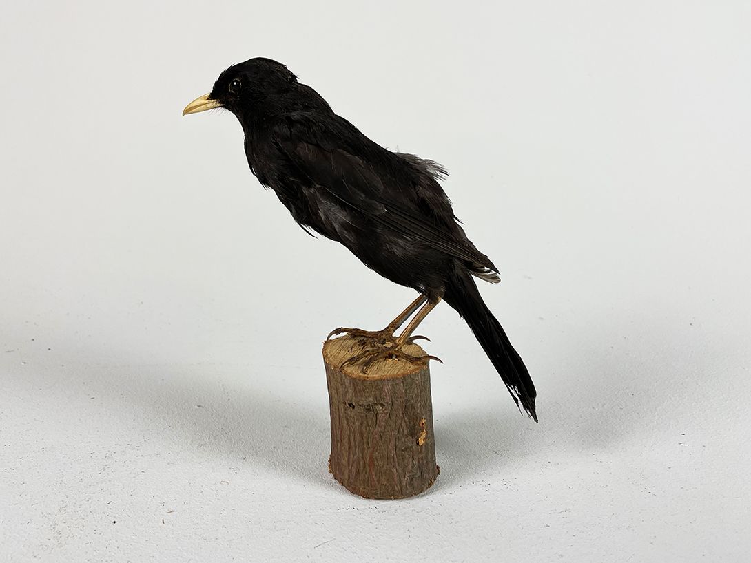 Foto Little Blackbird h20