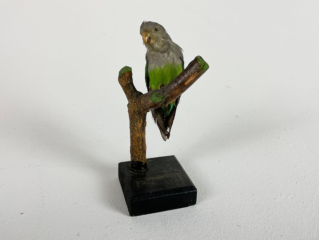 Foto Small Green Parrot Green h16