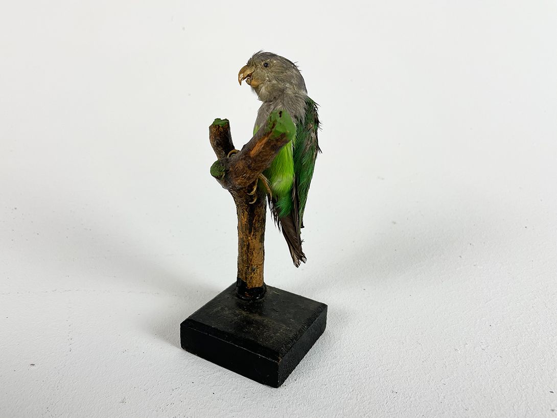 Foto Small Green Parrot Green h16