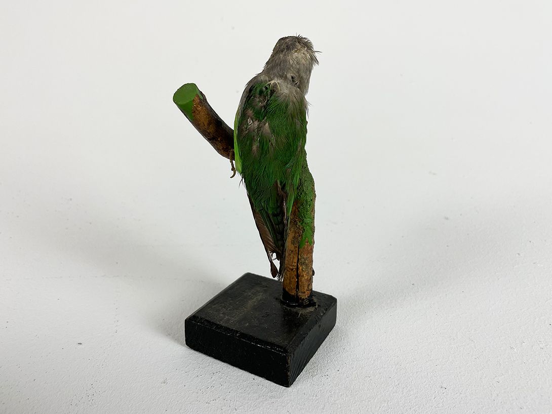 Foto Small Green Parrot Green h16