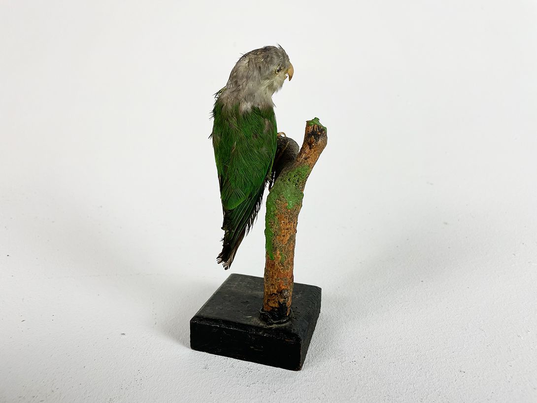 Foto Small Green Parrot Green h16