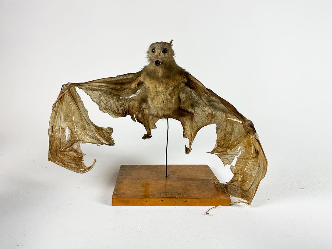 Foto Taxidermy Bat spreading Wings h35