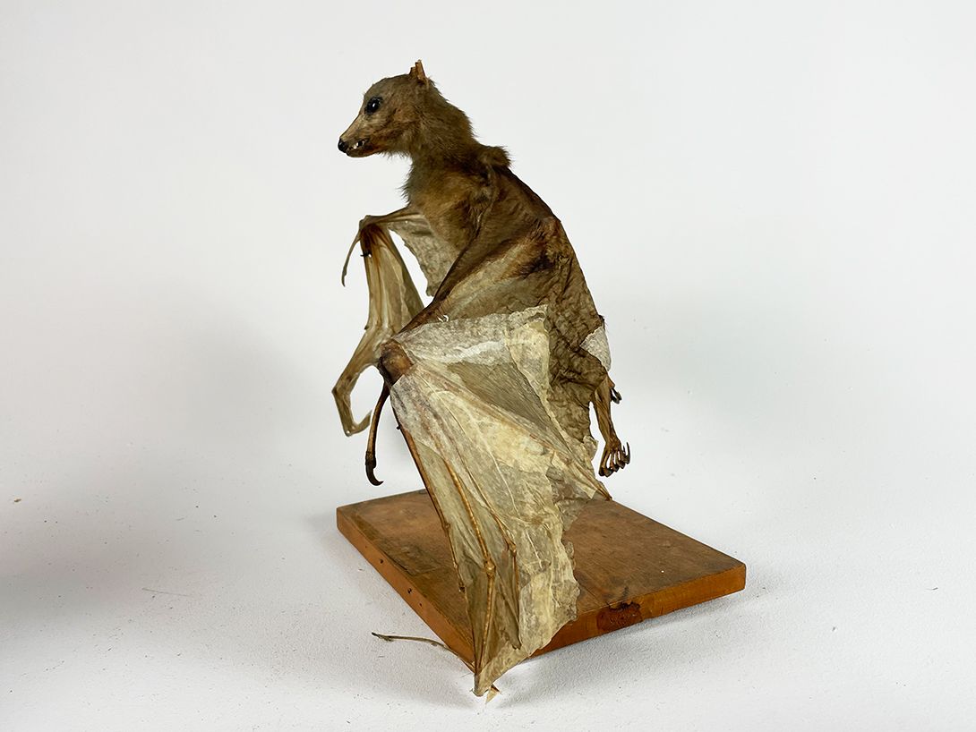 Foto Taxidermy Bat spreading Wings h35