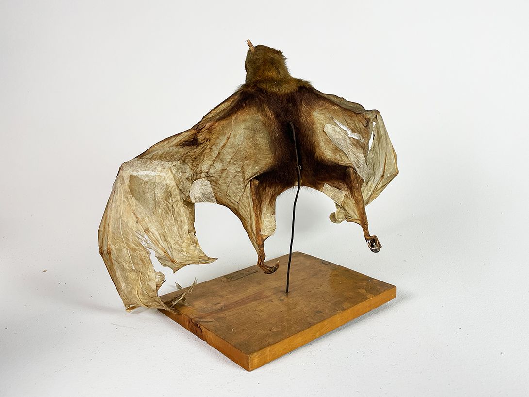 Foto Taxidermy Bat spreading Wings h35