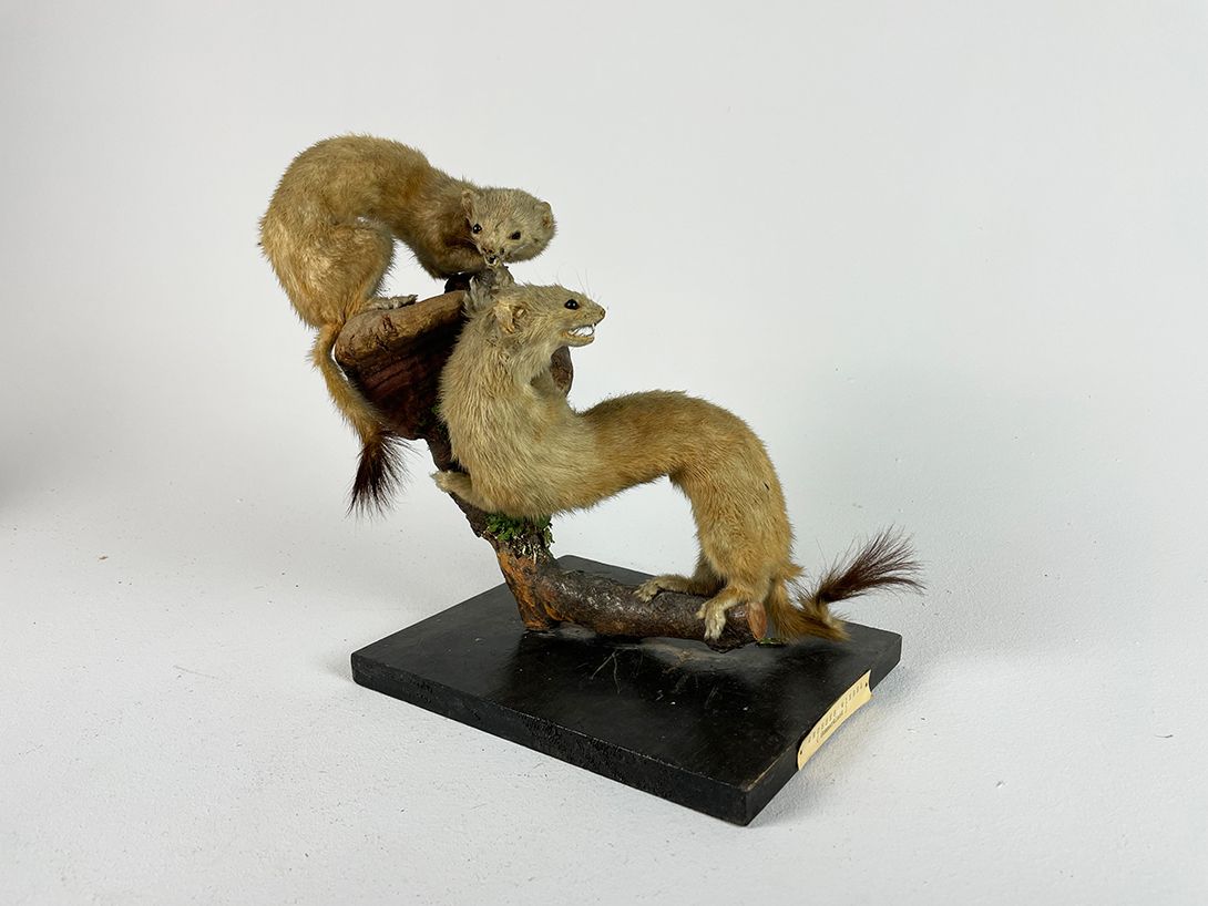 Foto Fighting Twin Weasels on a Branch h31
