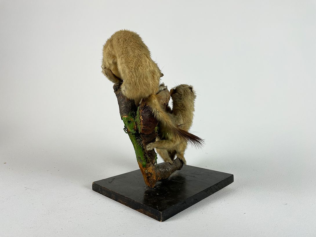Foto Fighting Twin Weasels on a Branch h31