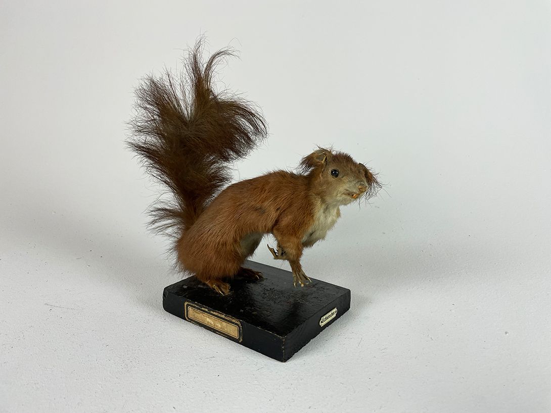Foto Poor Squirrel h26