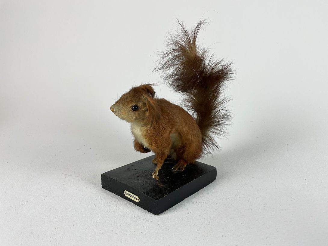 Foto Poor Squirrel h26