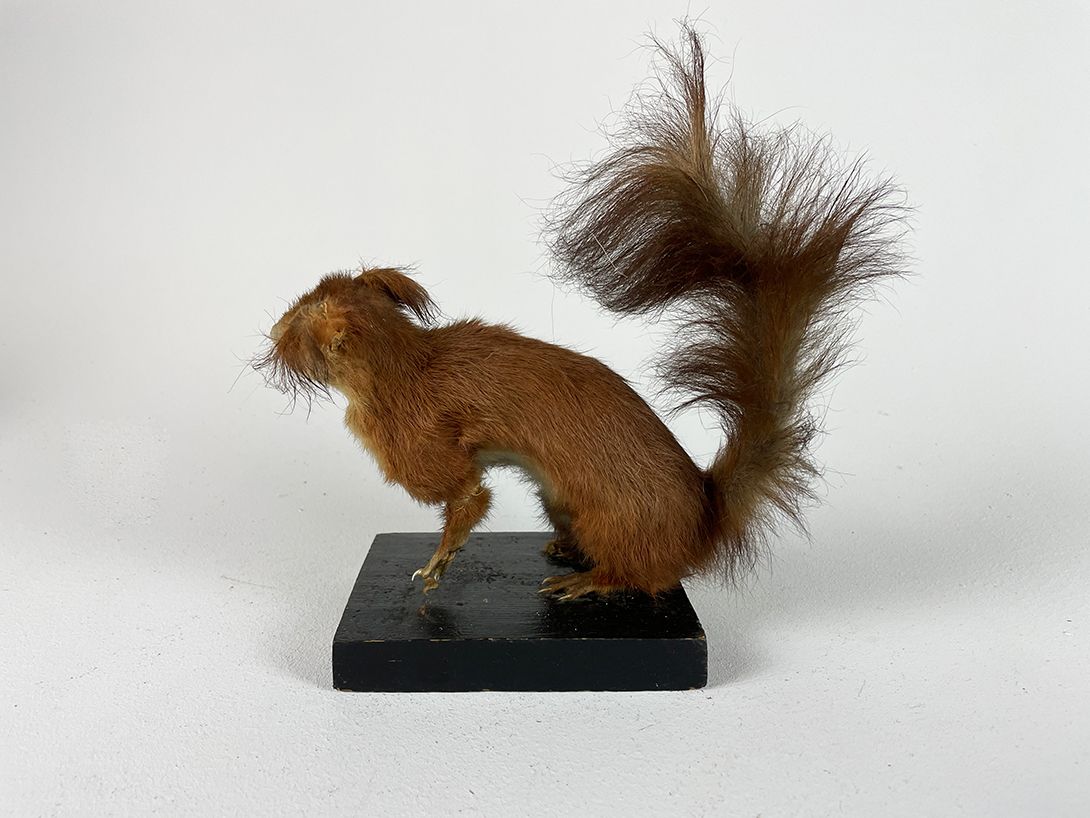 Foto Poor Squirrel h26