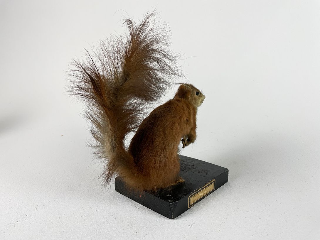 Foto Poor Squirrel h26