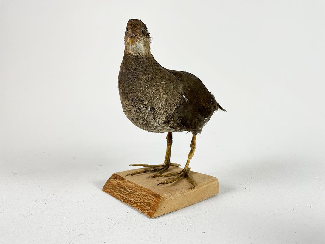 Foto Taxidermy Moorhen h22