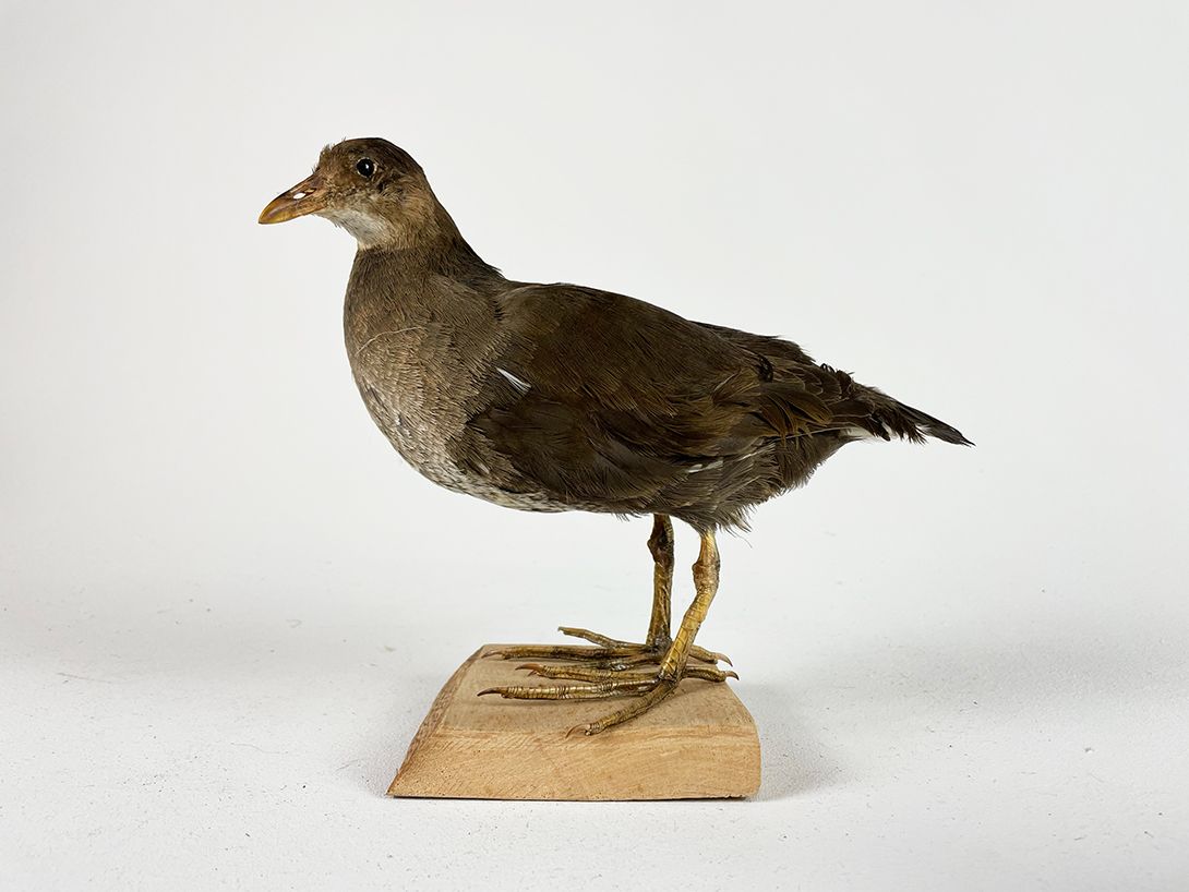 Foto Taxidermy Moorhen h22