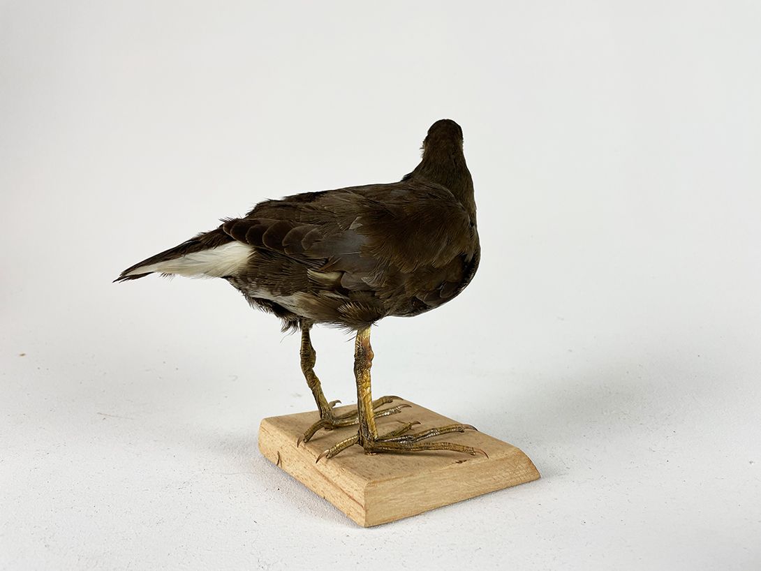Foto Taxidermy Moorhen h22