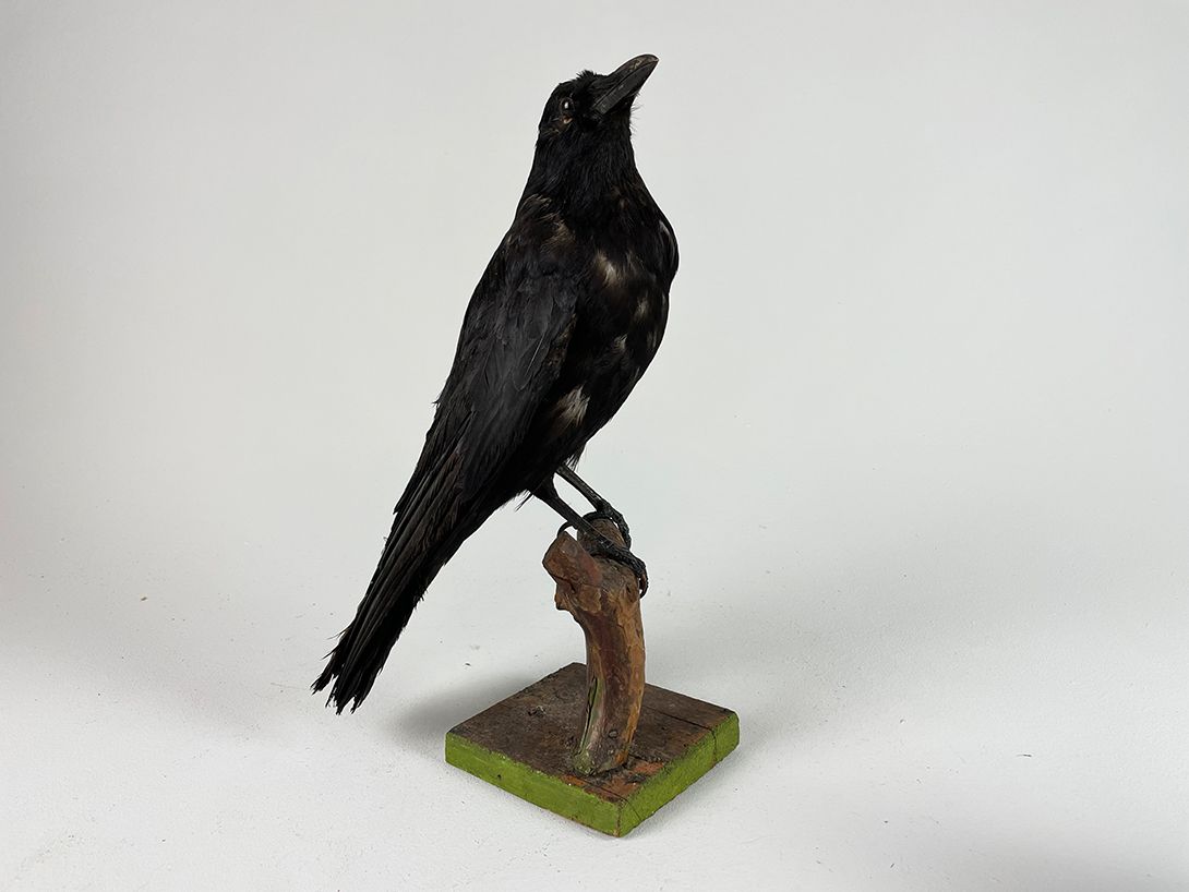 Foto Black Crow on Branch h40