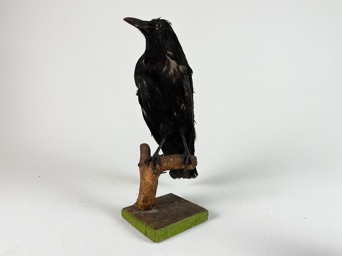 Foto Black Crow on Branch h40