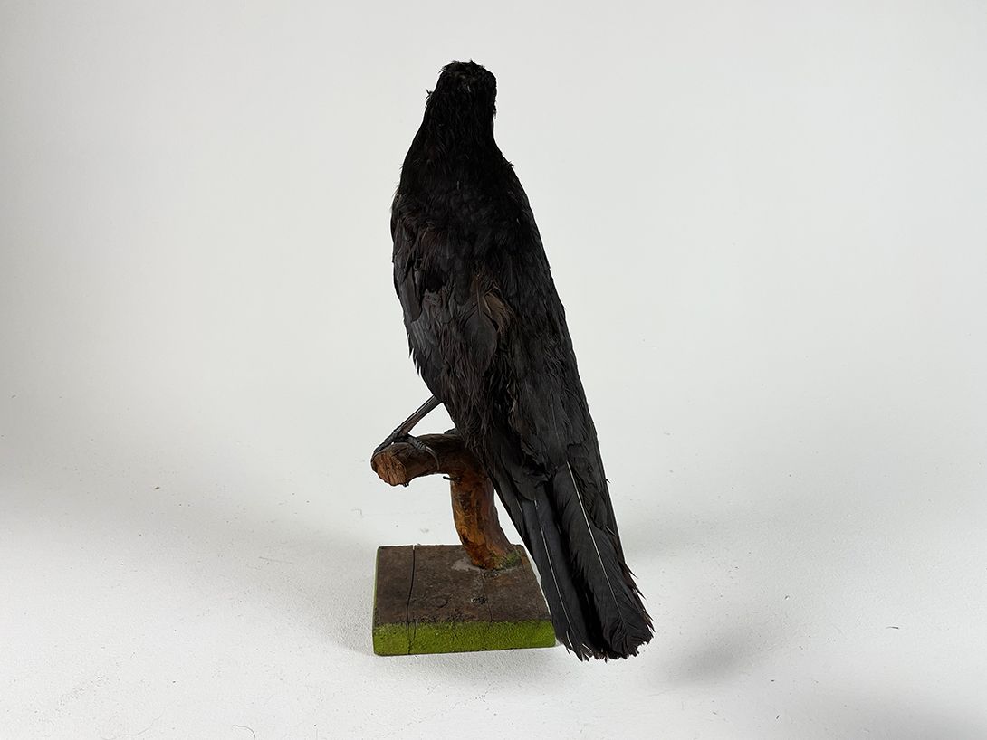 Foto Black Crow on Branch h40