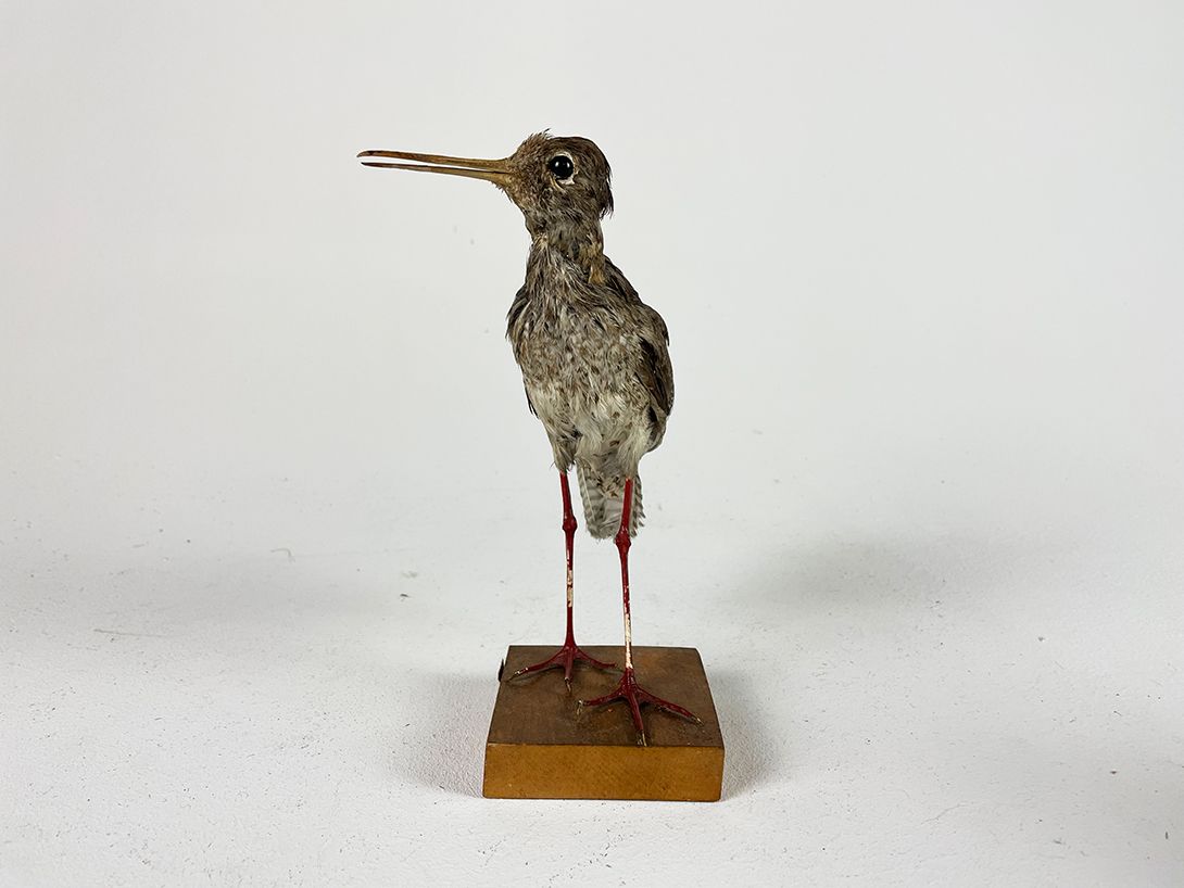 Foto Taxidermy Bird h21