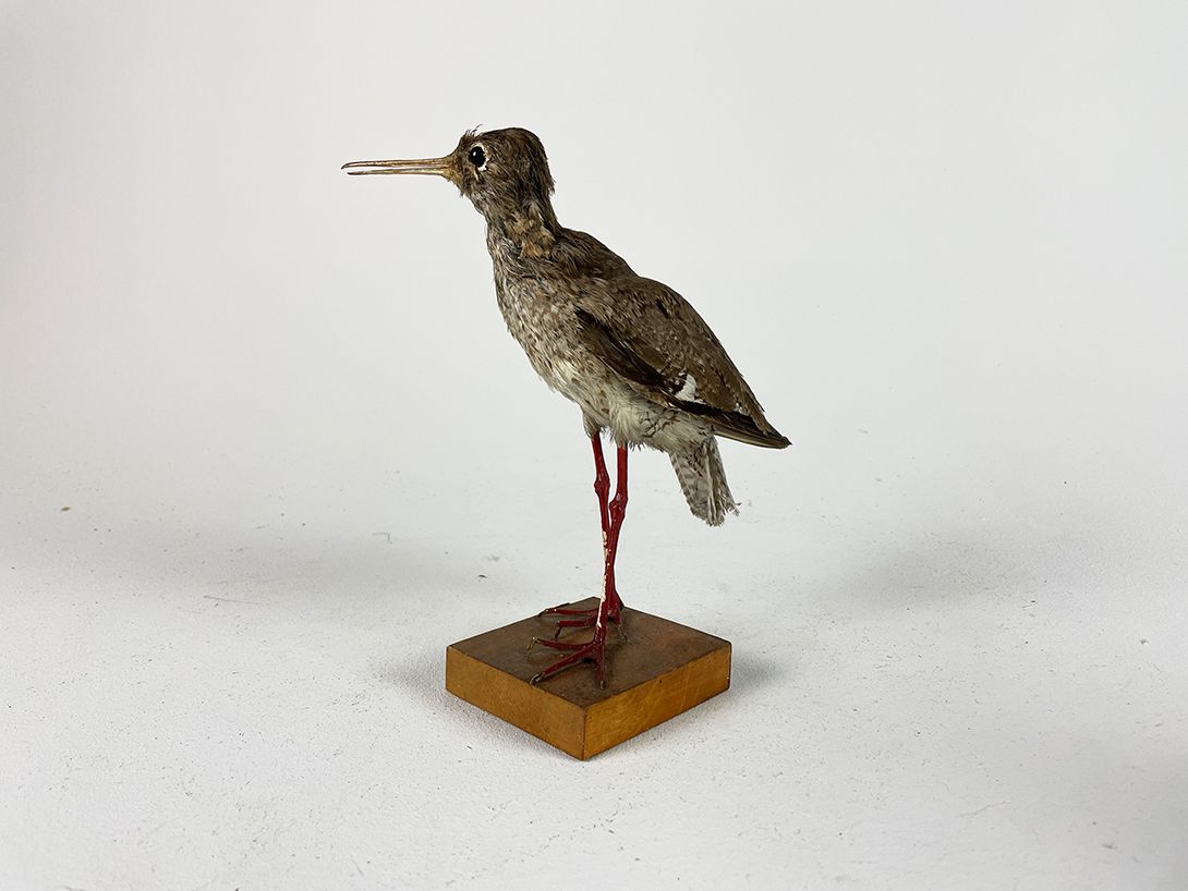 Foto Taxidermy Bird h21