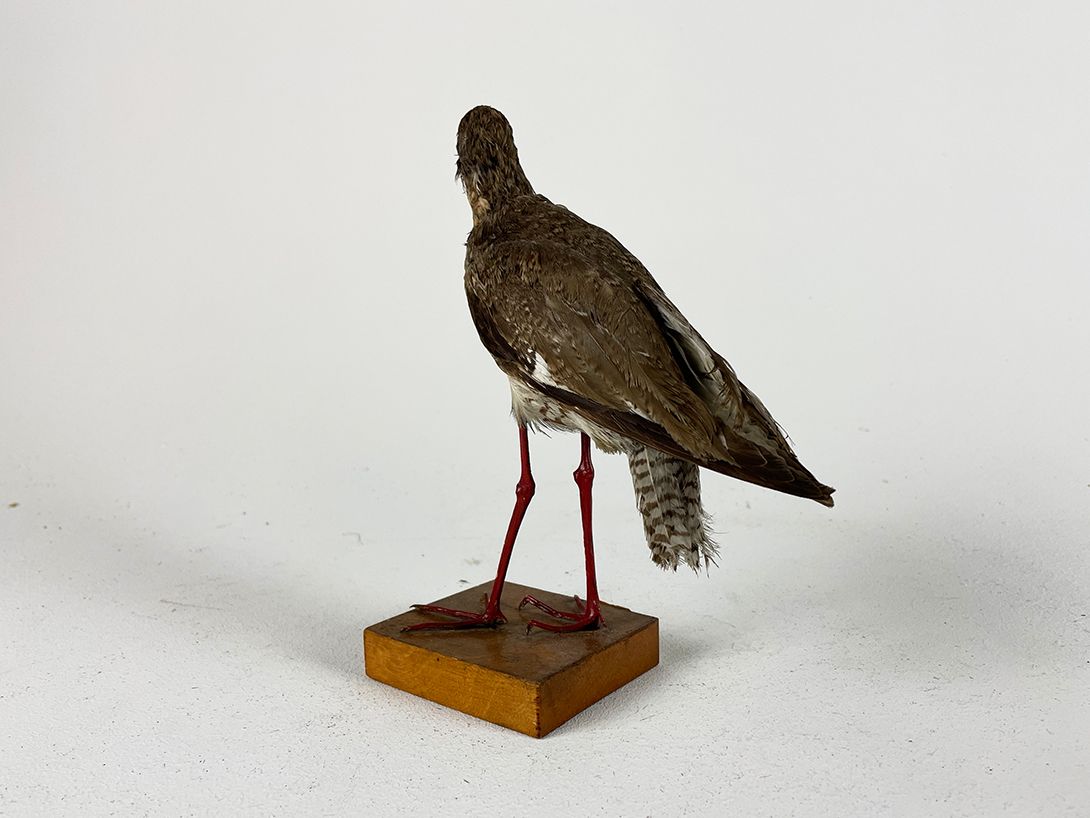 Foto Taxidermy Bird h21