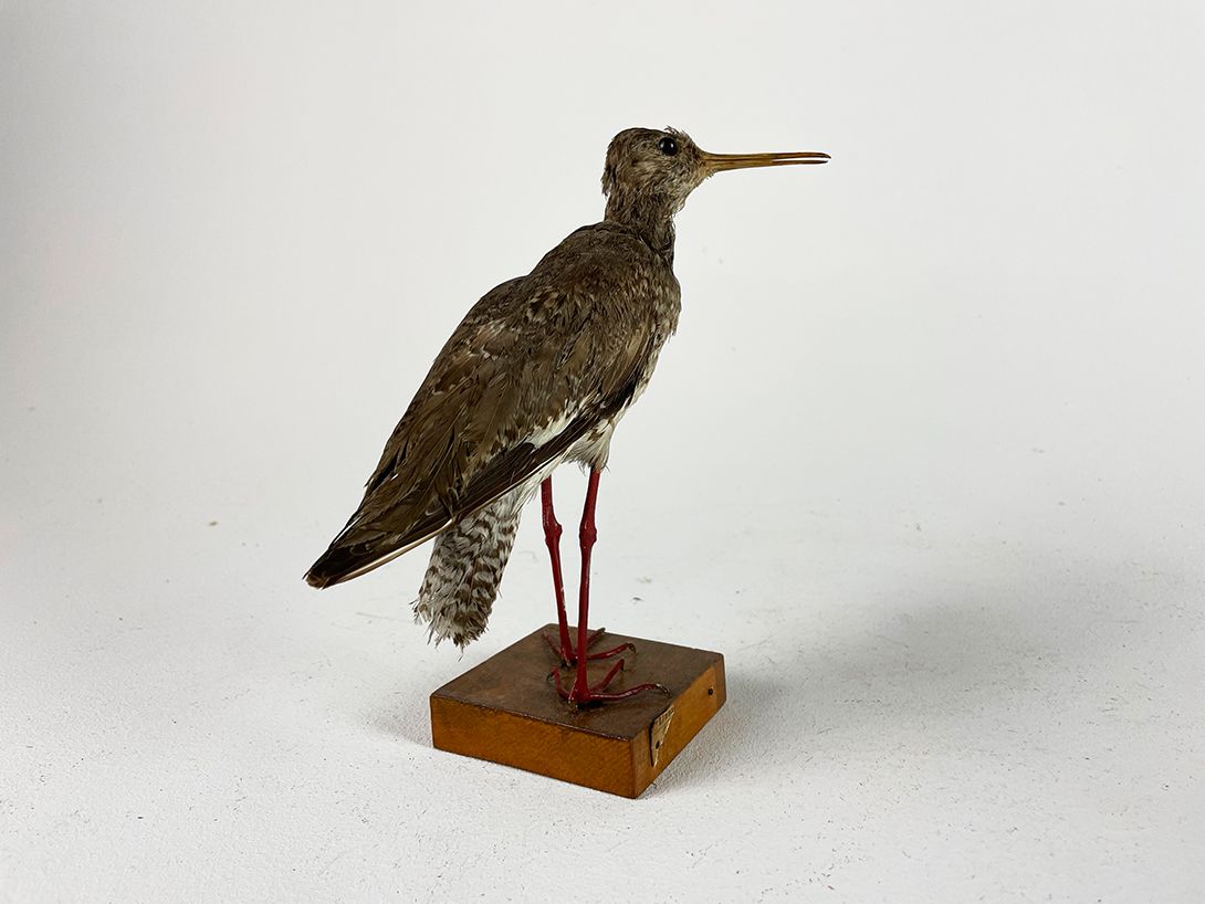Foto Taxidermy Bird h21