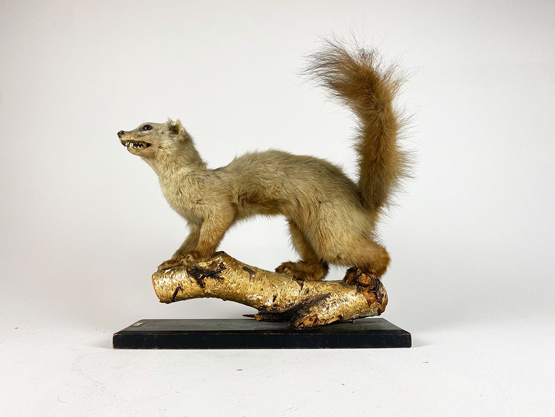 Foto Common Marten with bushy Tail h37