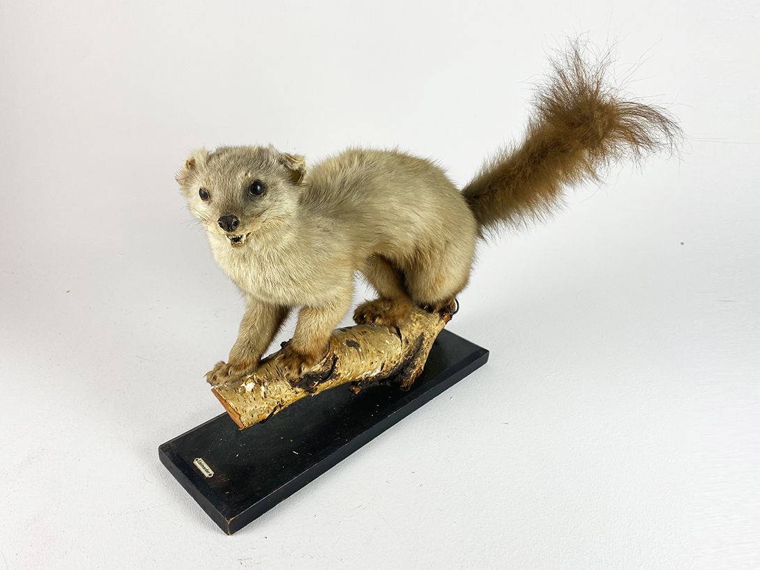 Foto Common Marten with bushy Tail h37
