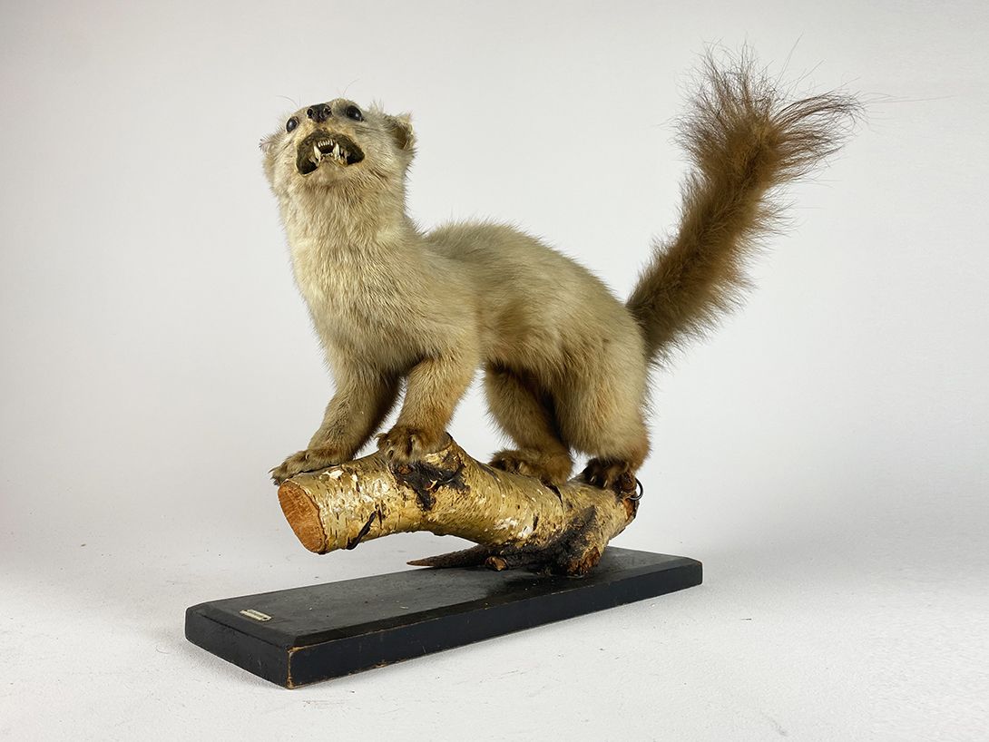 Foto Common Marten with bushy Tail h37
