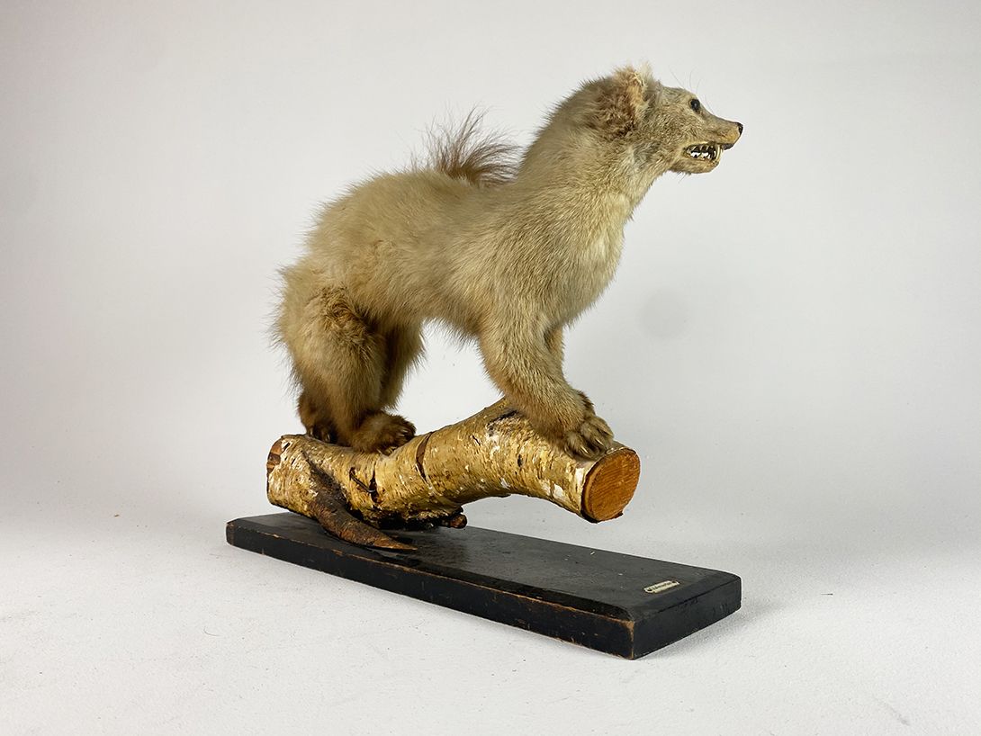 Foto Common Marten with bushy Tail h37