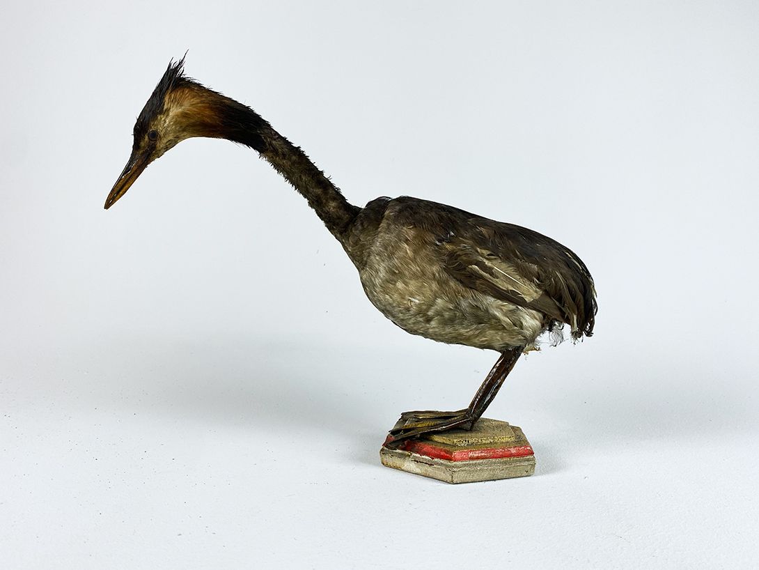 Foto Taxidermy Bird on Octagonal Foot h30