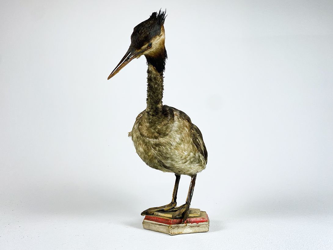 Foto Taxidermy Bird on Octagonal Foot h30