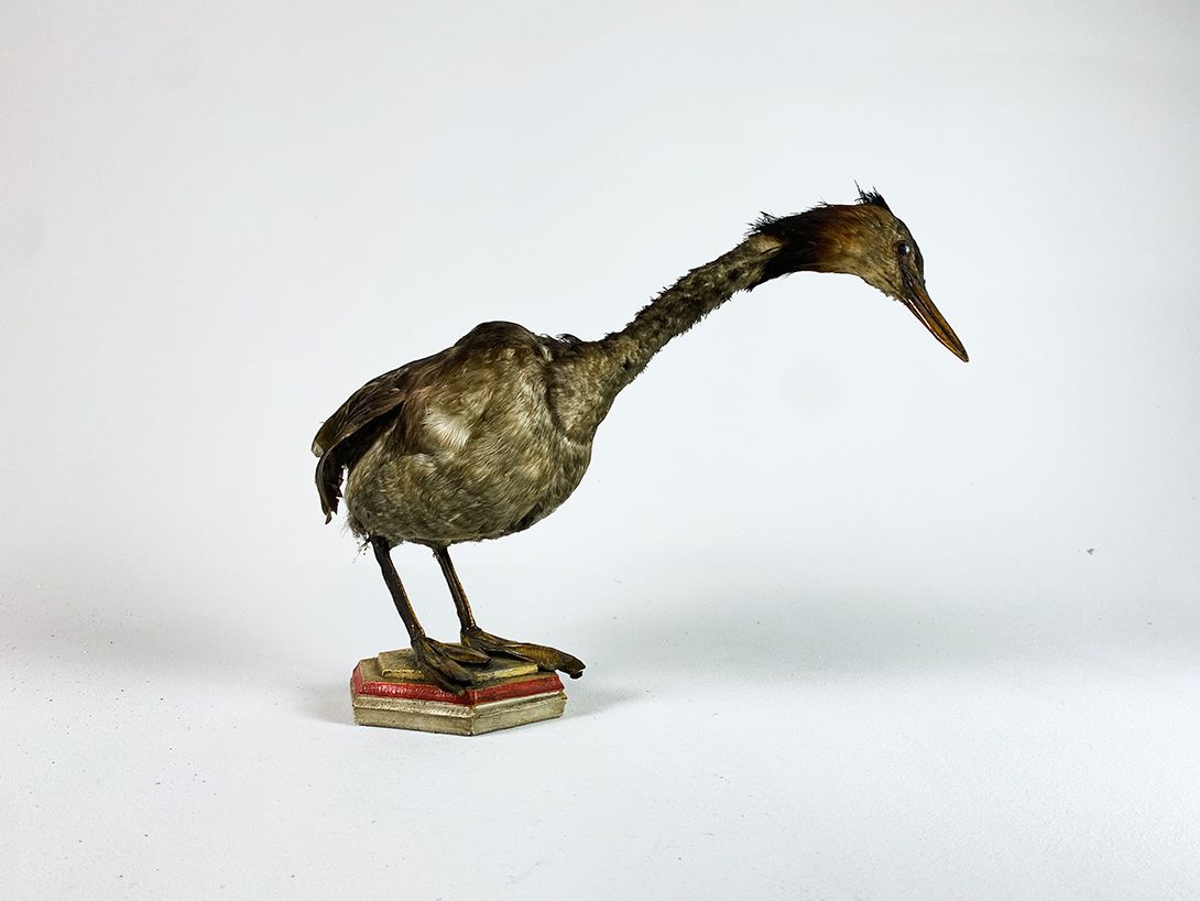 Foto Taxidermy Bird on Octagonal Foot h30