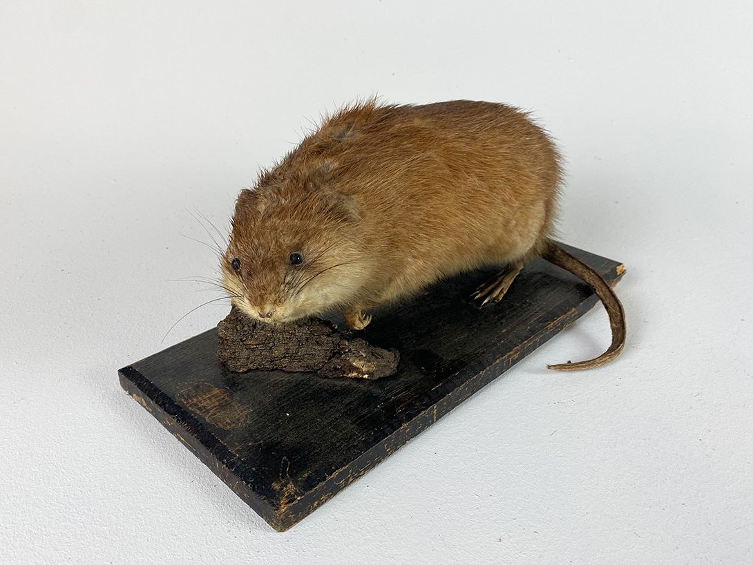 Foto Large Taxidermy Muskrat