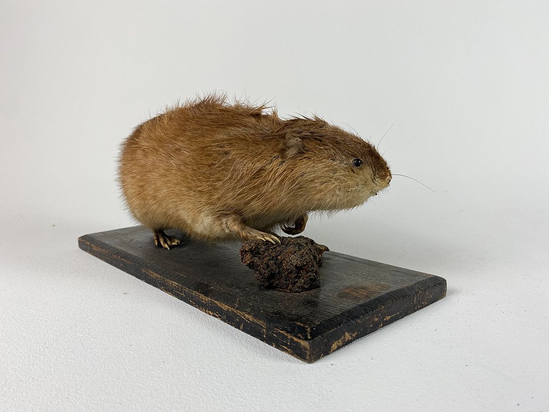 Foto Large Taxidermy Muskrat