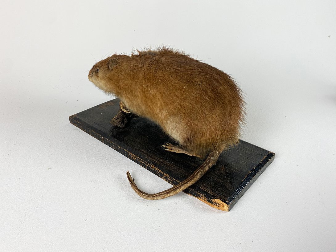 Foto Large Taxidermy Muskrat