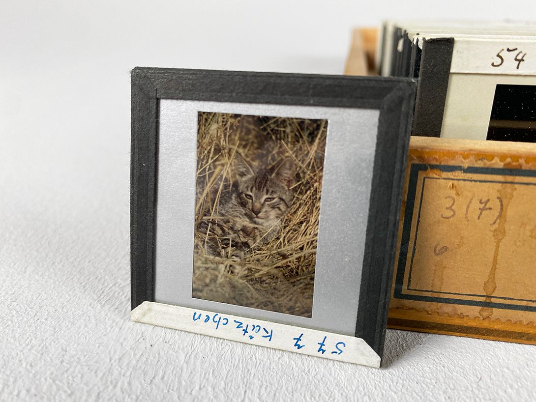 Foto Various Photo Slide Collections